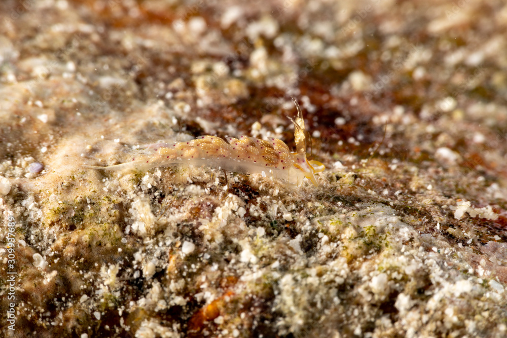 The most beautiful underwater snails of the Indian and Pacific Ocean