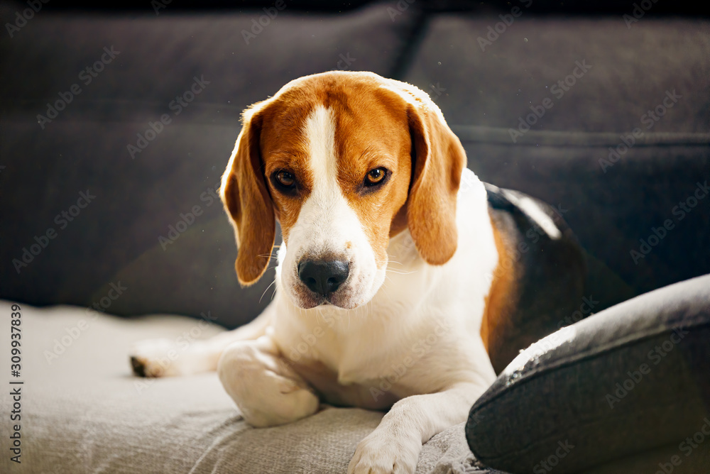 Dog indoors on a sofa portrait in bright room. Dog background.
