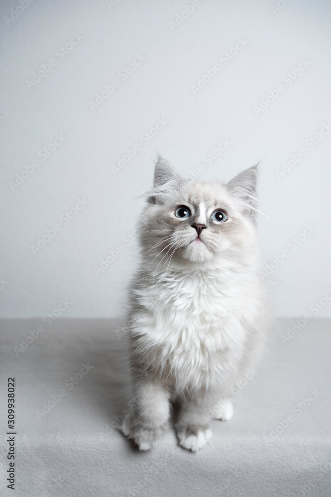 blue silver tabby point white ragdoll kitten looking up curiously in front of white background Stock Photo Adobe Stock