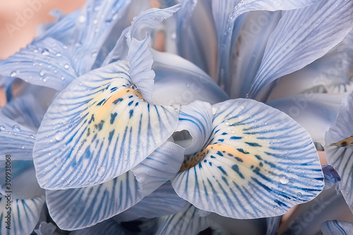macro petals orchid background / summer floral background, flower petals texture, macro details