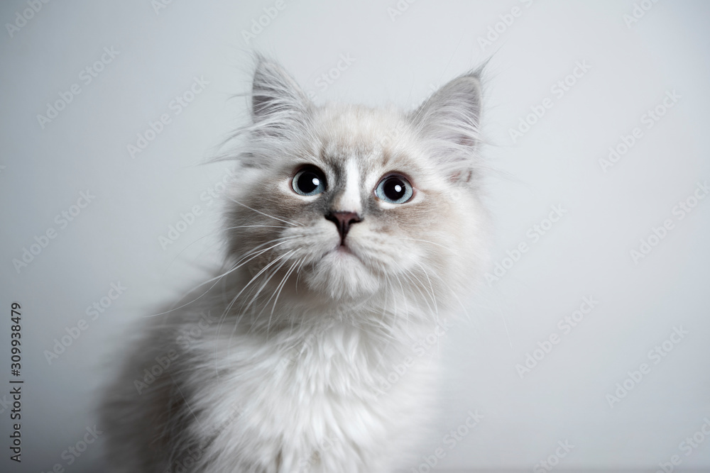 portrait of a cute blue silver tabby point white kitten in front of white background looking curiously