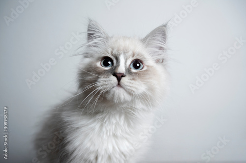 portrait of a cute blue silver tabby point white kitten in front of white background looking curiously
