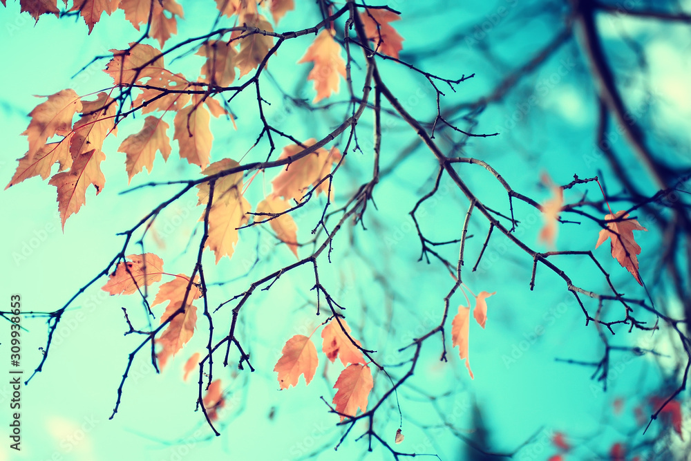 branches leaves yellow background / abstract seasonal background falling leaves beautiful photo