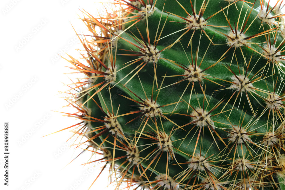 Macro shot of cactus thorns on a white background Macro shot of cactus thorns on a white background