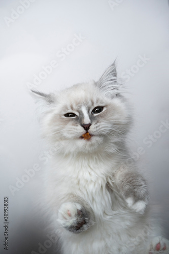 bottom up view of a cute blue silver tabby point white ragdoll kitten eating dry food on a glass table looking at camera