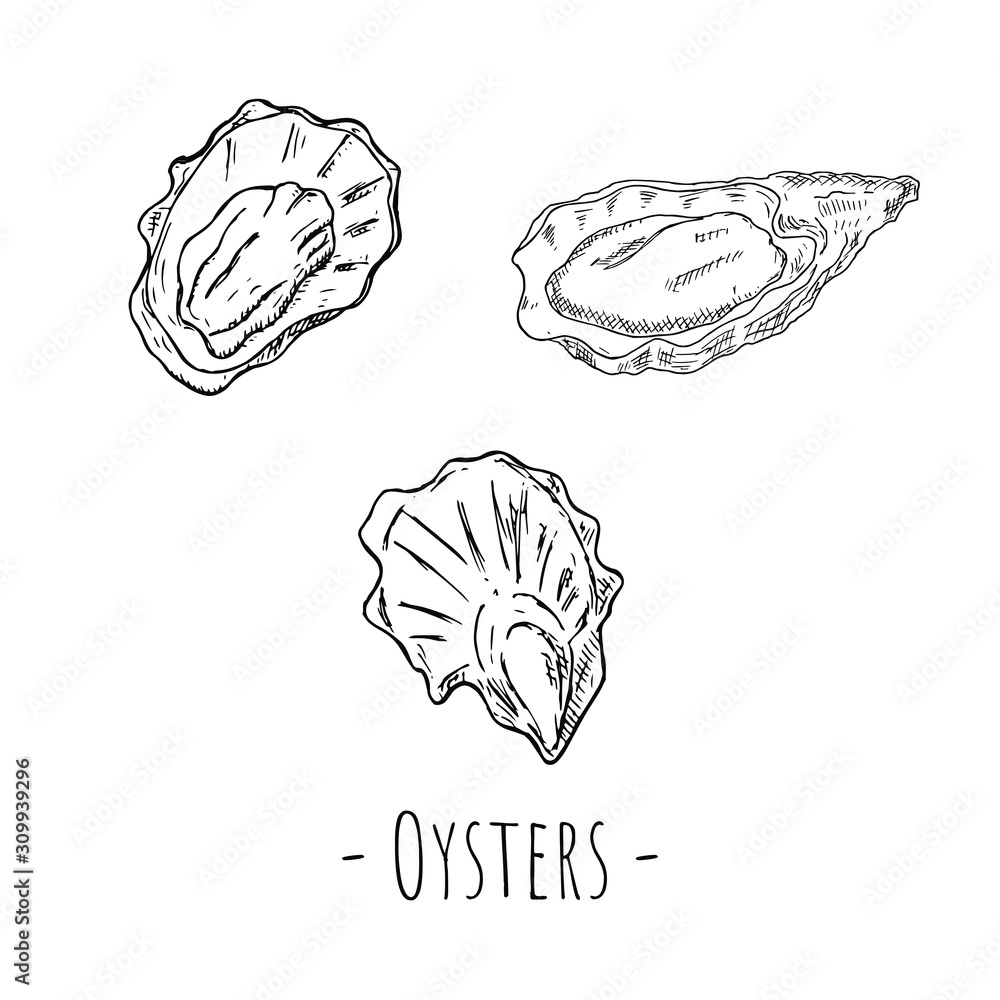 Fototapeta premium Hand-drawn isolated oyster. Vector cartoon illustration.