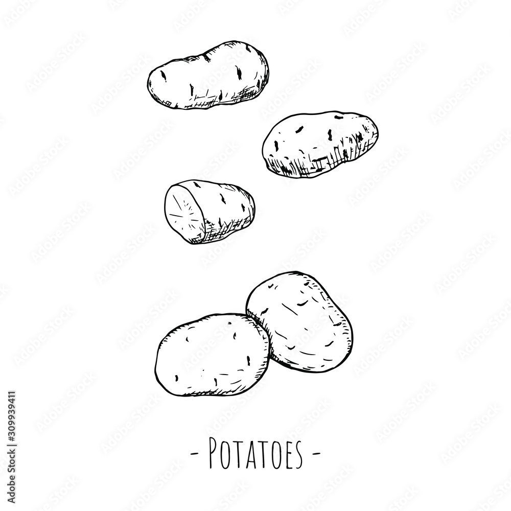 Hand-drawn potatoes. Vector cartoon illustrations. Hand-drawn potatoes. Vector cartoon illustrations.