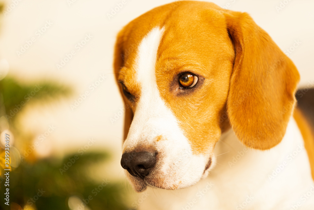 Dog indoors on a sofa portrait in bright room. Dog background. Head closeup.