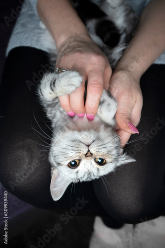 upside down view of a silver tabby british shorthair kitten lyin on woman's lap getting stroked photo