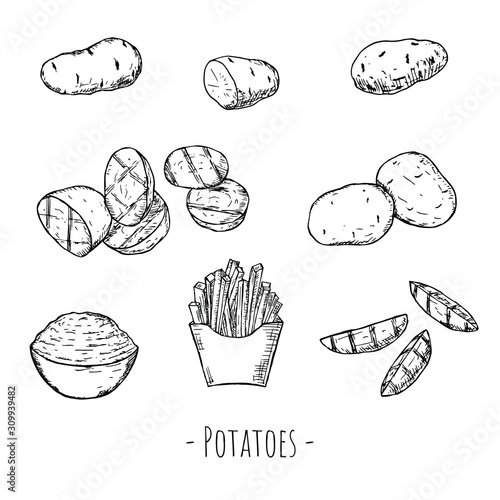 Hand-drawn set of potatoes. Raw, grilled, mashed potatoes and french fries.