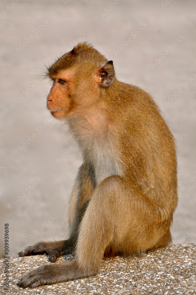 Close up view of the side profle of a young rheses monkey