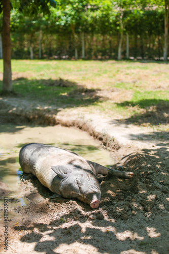 Large pig enjoy relaxing in mud