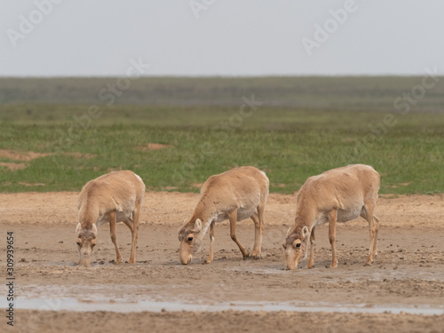 saiga