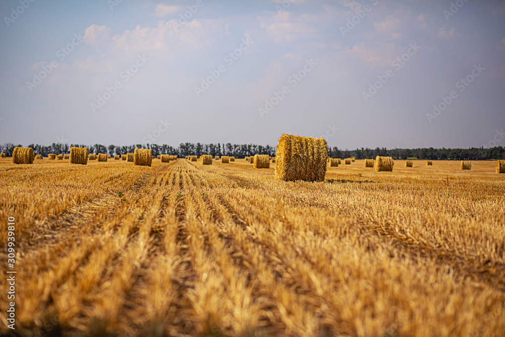 Haystacks harvested on a field in late summer