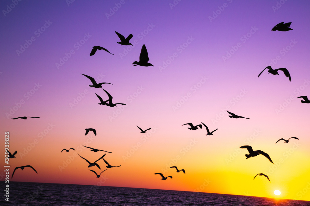 Birds flying away at sunset. Cif Beach Redondo California USA Birds flying away at sunset. Cif Beach Redondo California USA