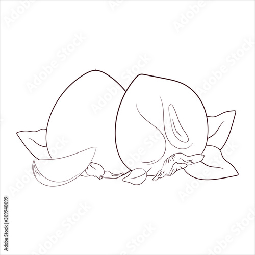  sketch vector. coloring. persimmon.organic food.diet products. vegetarianism and raw food diet