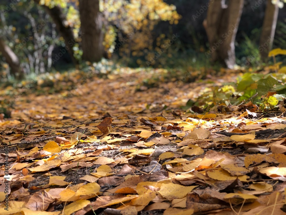 Obraz premium autumn leaves in forest