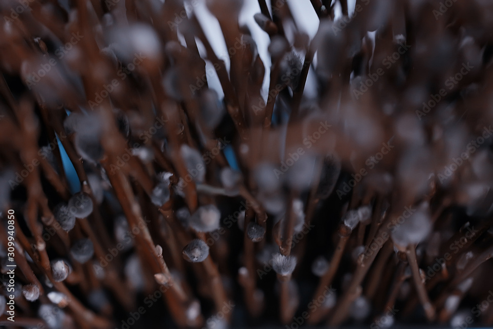 pussy-willow willow / branches bloom, spring concept, Easter holiday, background