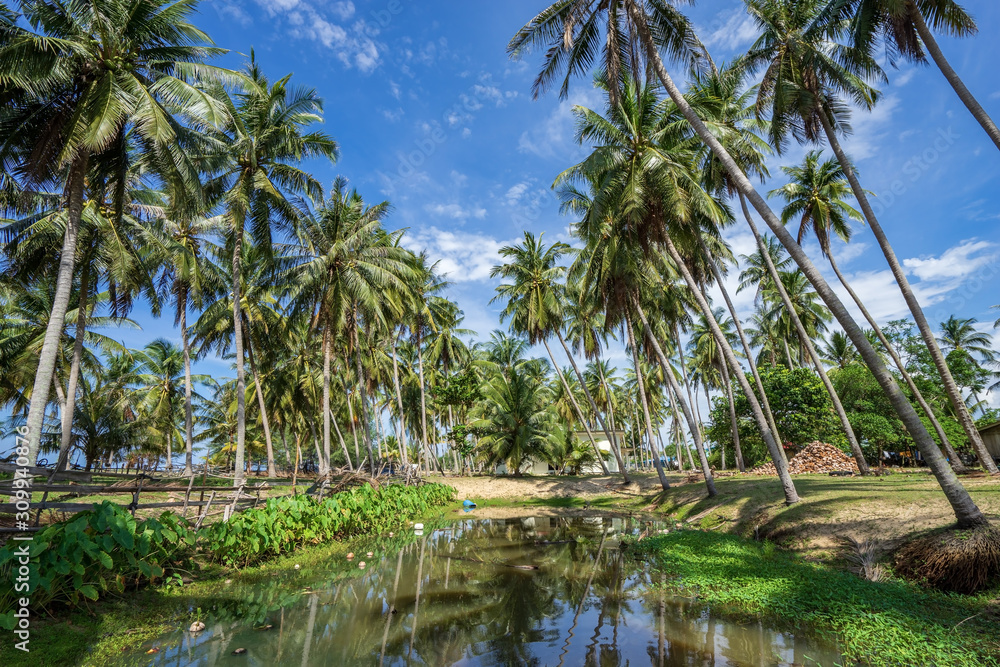 palm trees and pond