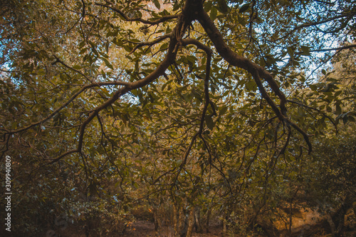 Divenire, Autunno