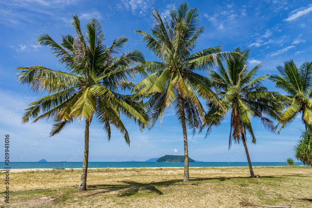 palm tree on the beach