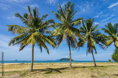 palm tree on the beach © MohdZairi