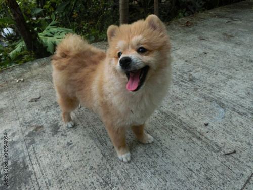 dog