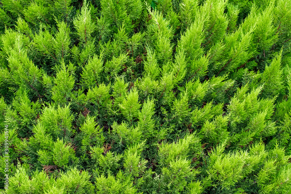 background solid of bright green plants on a vertical surface background solid of bright green plants on a vertical surface