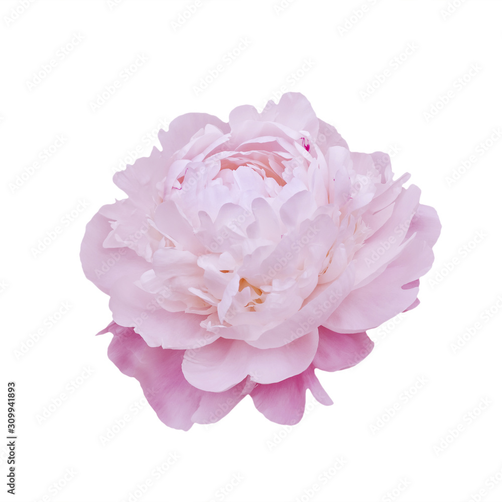 Single pink peony flower on white.