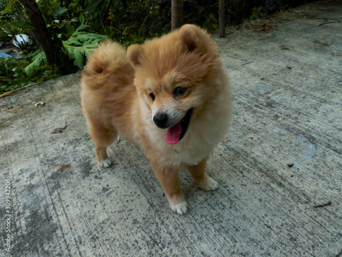 dog
