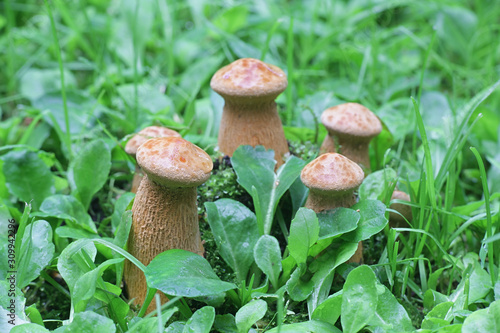 Phaeolepiota aurea, known as golden bootleg or golden cap, poisonous mushrooms from Finland photo