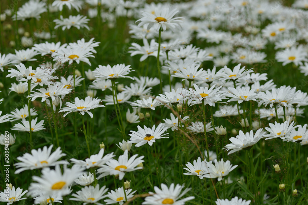 Margeriten (Leucanthemum) auf einer Wiese Margeriten (Leucanthemum) auf einer Wiese