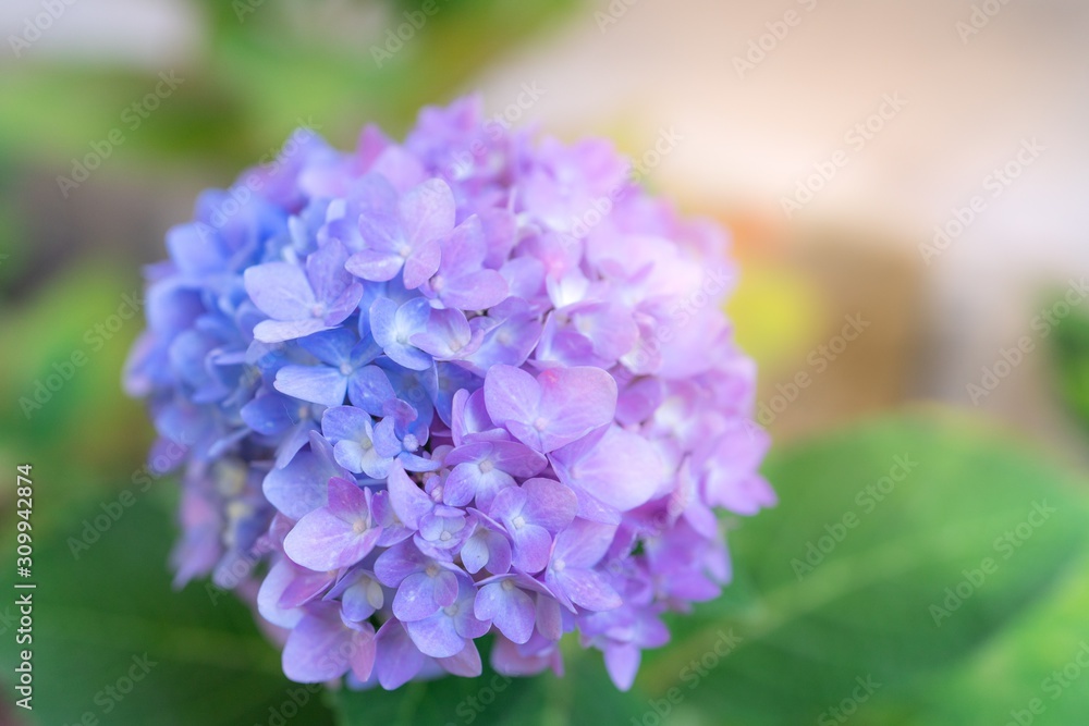 Close up blooming purple hydrangea flower on blur green leaf background Close up blooming purple hydrangea flower on blur green leaf background