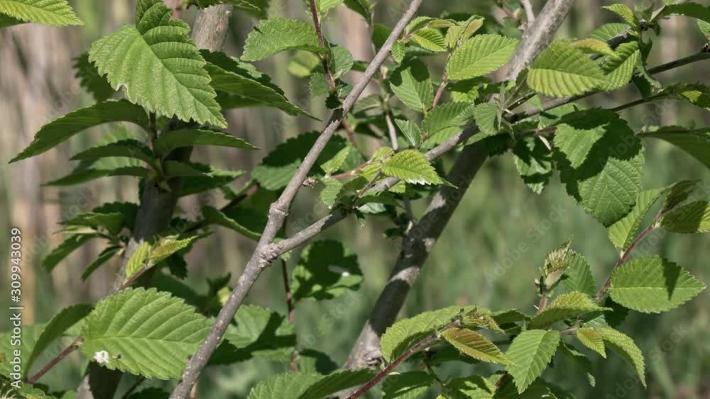 Hojas en la naturaleza