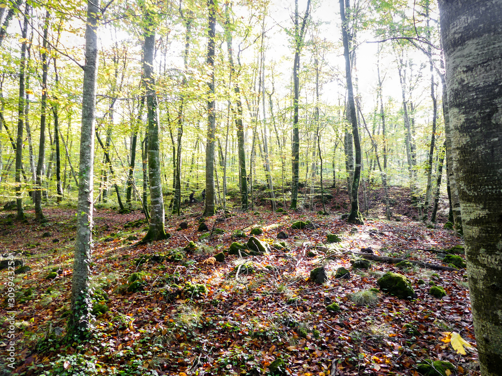 Fagus sylvatica forest during autumn.