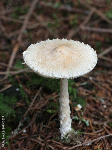 Lepiota clypeolaria, known as the shield dapperling or the shaggy-stalked Lepiota, poisonous mushrooms from Finland