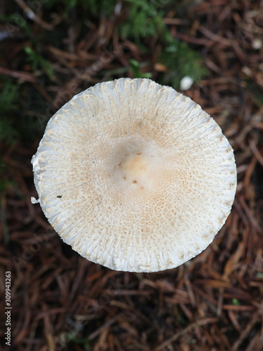 Lepiota clypeolaria, known as the shield dapperling or the shaggy-stalked Lepiota, poisonous mushrooms from Finland