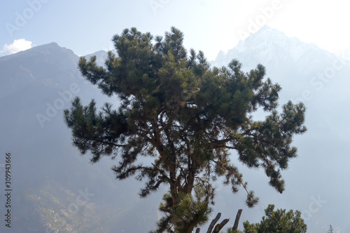 A solitary Mediterranean conifer pine (Pinia Pinus) standing alone on high mountain background. Magical sun light rays lit from back. Foggy atmosphere. Individuality loneliness tree of life concept. photo