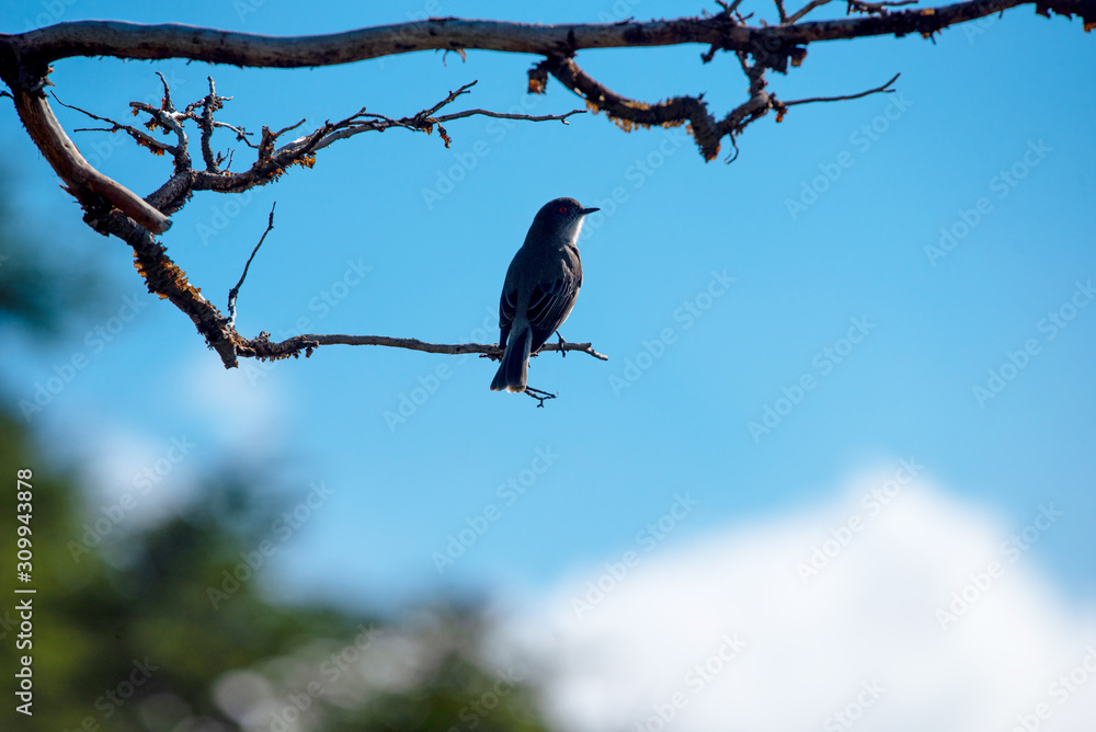 Fototapeta premium Little bird alighted on a branch in El Chalten, Patagonia, Argentina