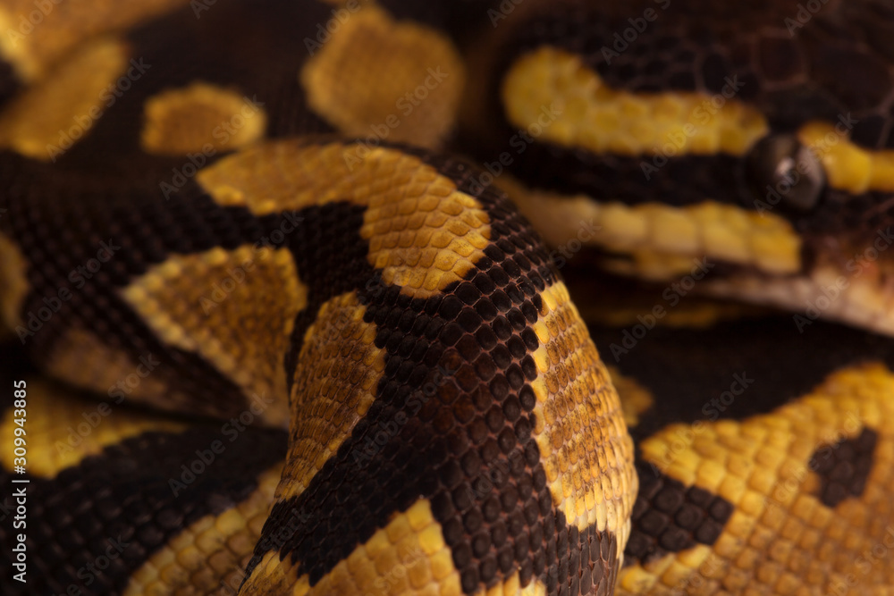 Obraz premium Phyton Regius snake.