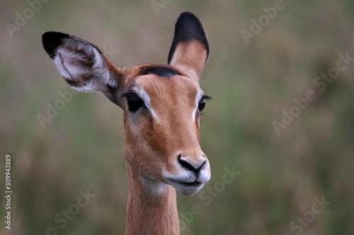 Wild animal antelope portrait