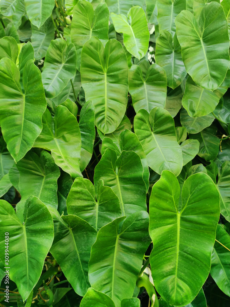 Fototapeta premium leaf vegetal wall