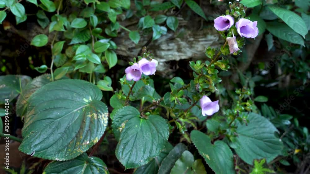 A shot of a beautiful violet flower A shot of a beautiful violet flower