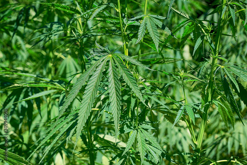 Green fresh foliage of cannabis plant (hemp, marijuana)