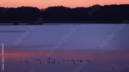 Spellbinding golden hour sunset with flock of migration birds at Barycz river photo