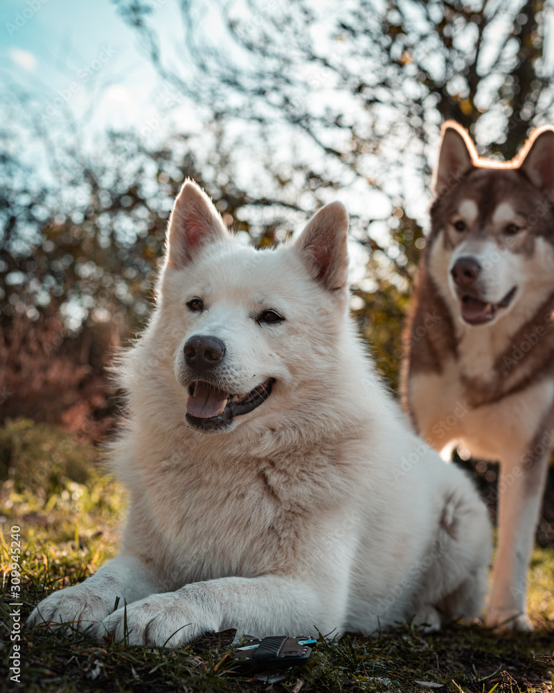 Obraz premium samoyedo y husky