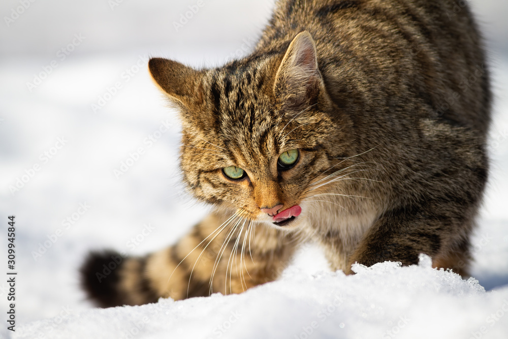 Close-up of european wildcat, felis silvestris, licking its mouth with pink tongue on snow in winter. Mammal predator walking on frosty terrain. Concept of hungry animal.