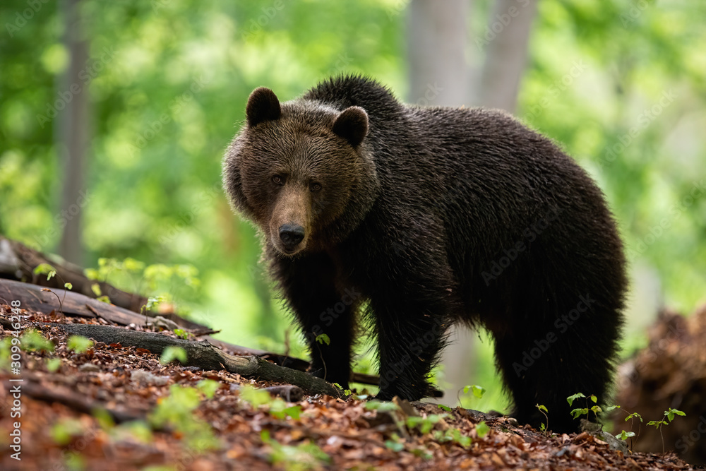 Brown bear, ursus arctos, with big wet coat standing in the blooming spring atmosphere of the woods. A massive she-bear looking innocent and cute. An adult wild animal observing alone the wilderness Brown bear, ursus arctos, with big wet coat standing in the blooming spring atmosphere of the woods. A massive she-bear looking innocent and cute. An adult wild animal observing alone the wilderness