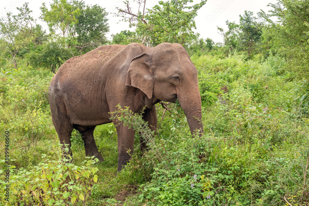 Side view of an adult Ceylon elephant (Elephas maximus maximus), Sri Lanka