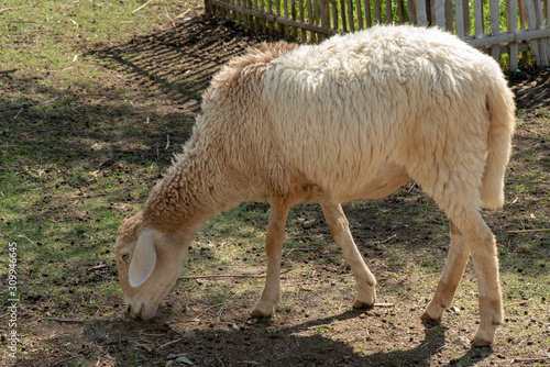 Sheep eating grass on the farm. photo